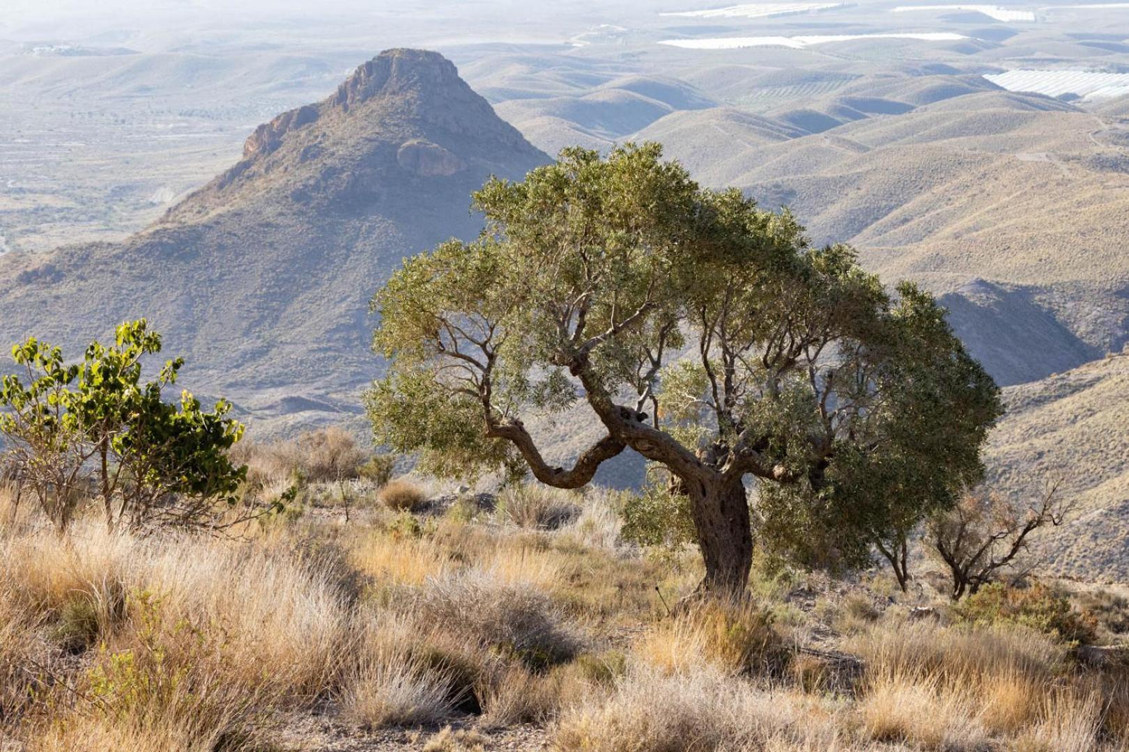 Cortijo El Albaricoque De La Sierra - Finca De 75 Hectareas ! Níjar Εξωτερικό φωτογραφία